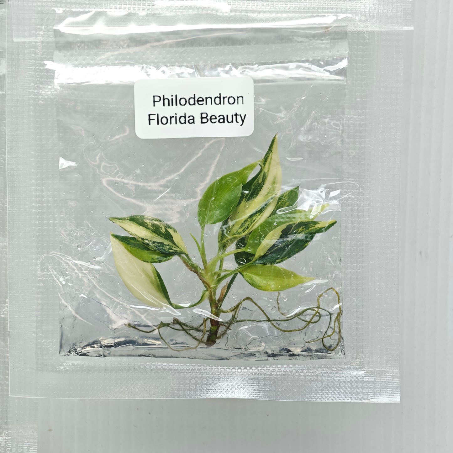 Philodendron Florida Beauty (1plant/bag) - Tissue culture