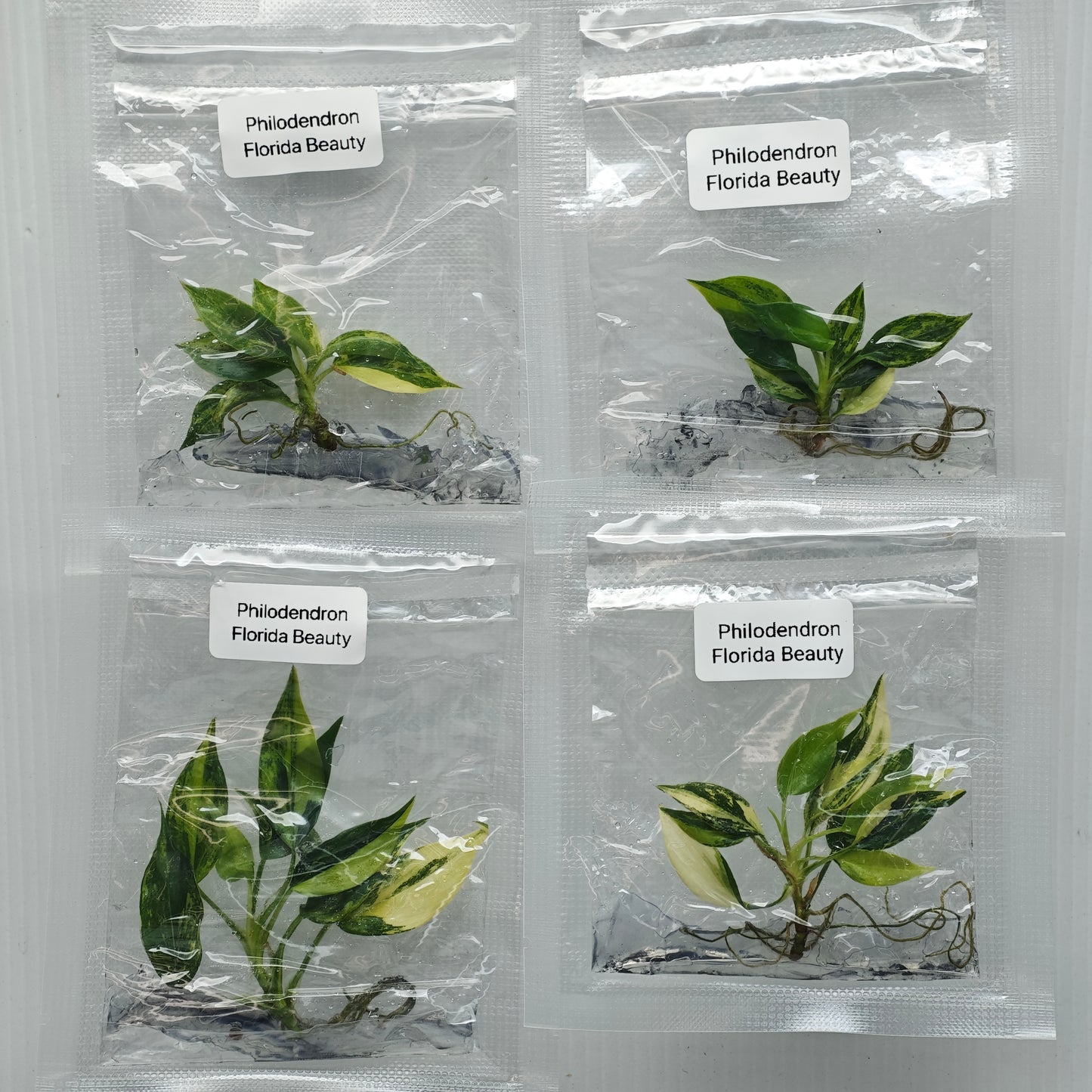 Philodendron Florida Beauty (1plant/bag) - Tissue culture