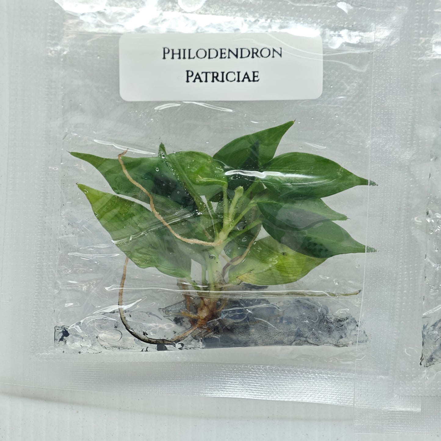 Philodendron patriciae (1plant/bag) - Tissue culture