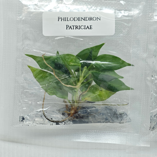 Philodendron patriciae (1plant/bag) - Tissue culture