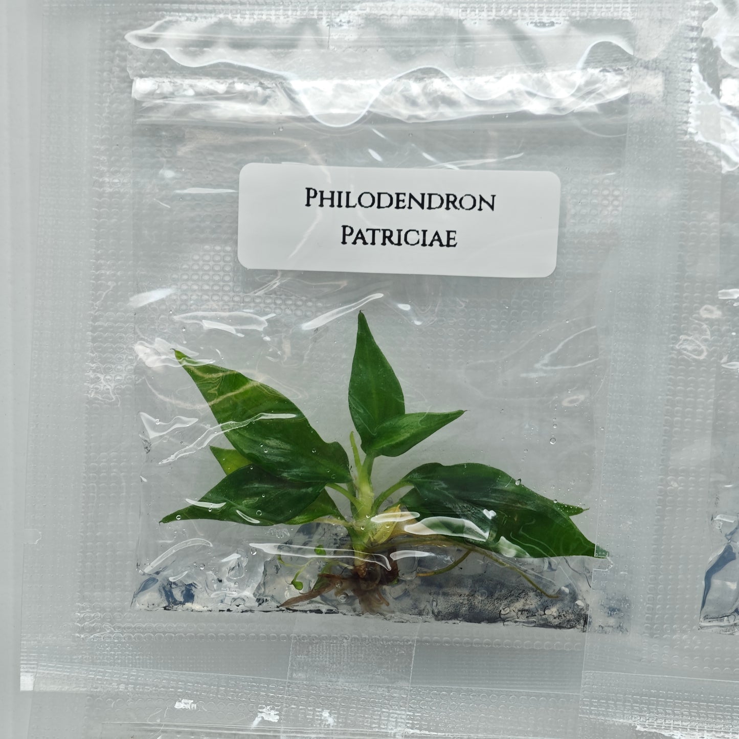 Philodendron patriciae (1plant/bag) - Tissue culture