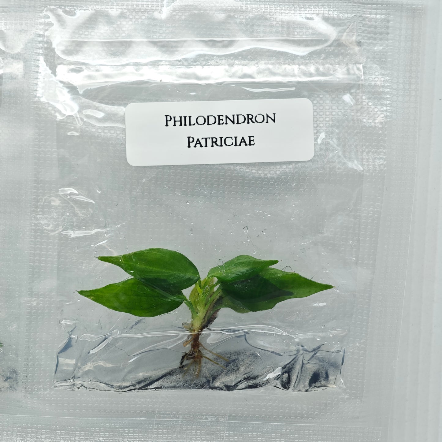 Philodendron patriciae (1plant/bag) - Tissue culture