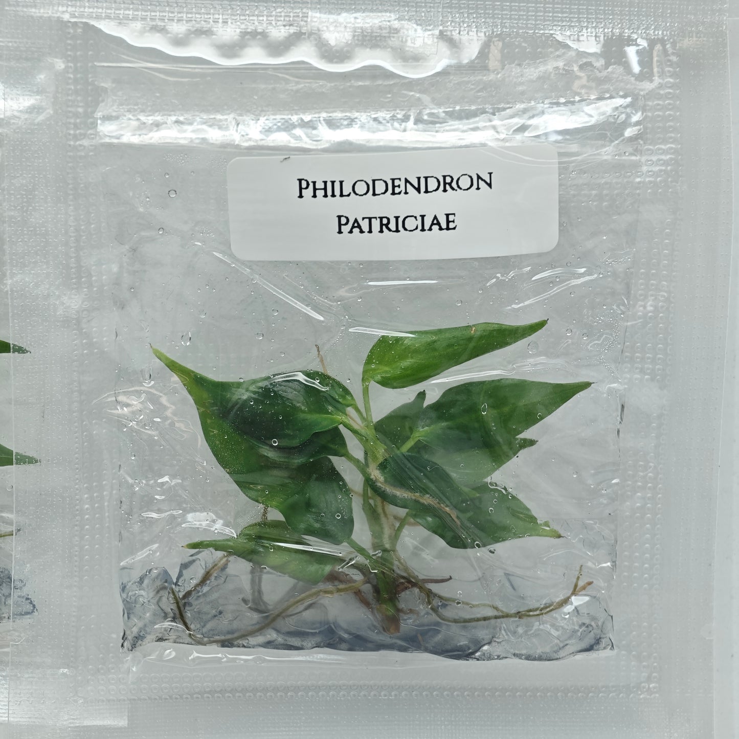 Philodendron patriciae (1plant/bag) - Tissue culture