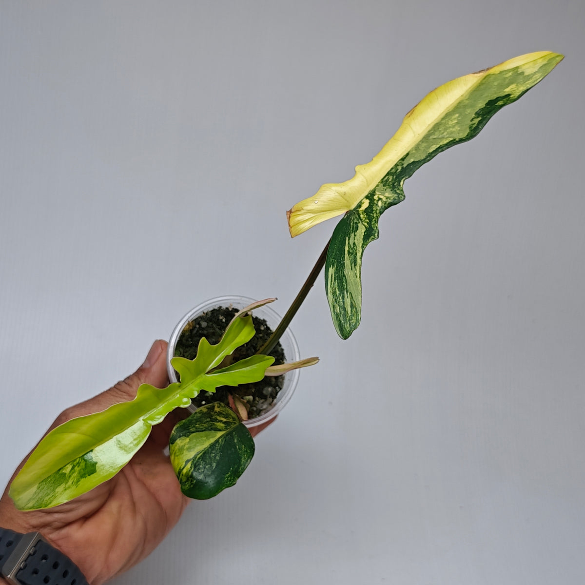 Philodendron Chaos (Florida Beauty x mayoi narrow Form)