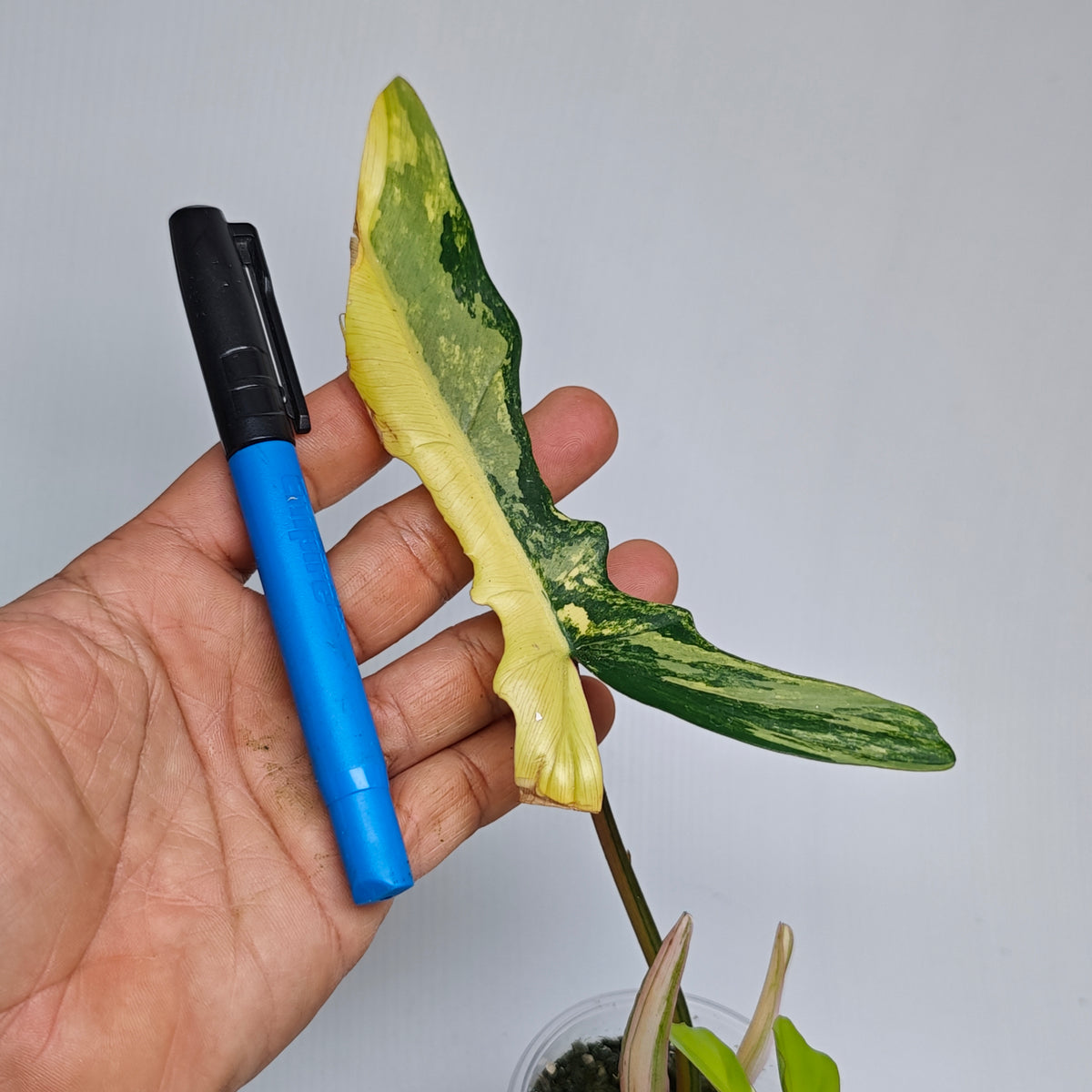 Philodendron Chaos (Florida Beauty x mayoi narrow Form)