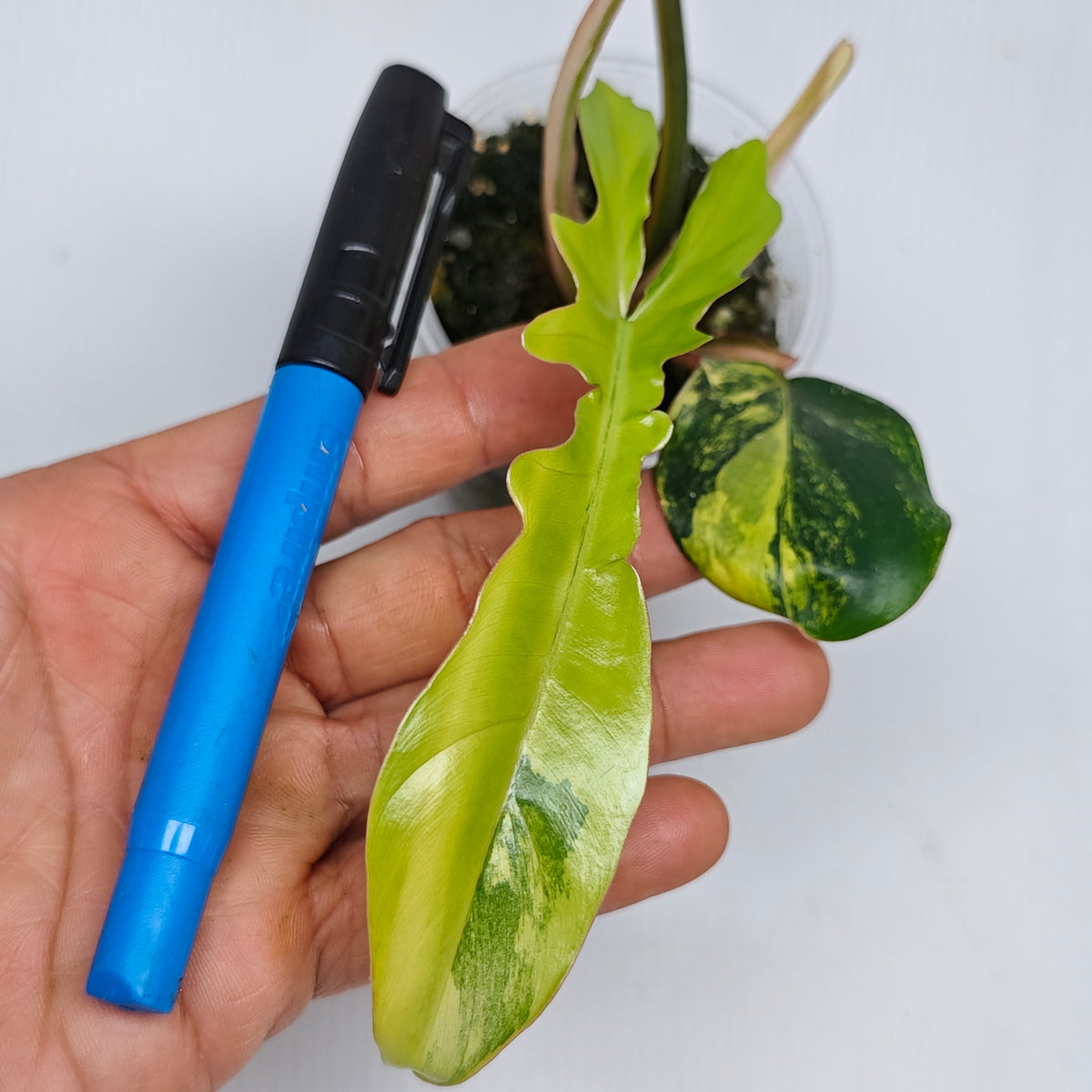 Philodendron Chaos (Florida Beauty x mayoi narrow Form)