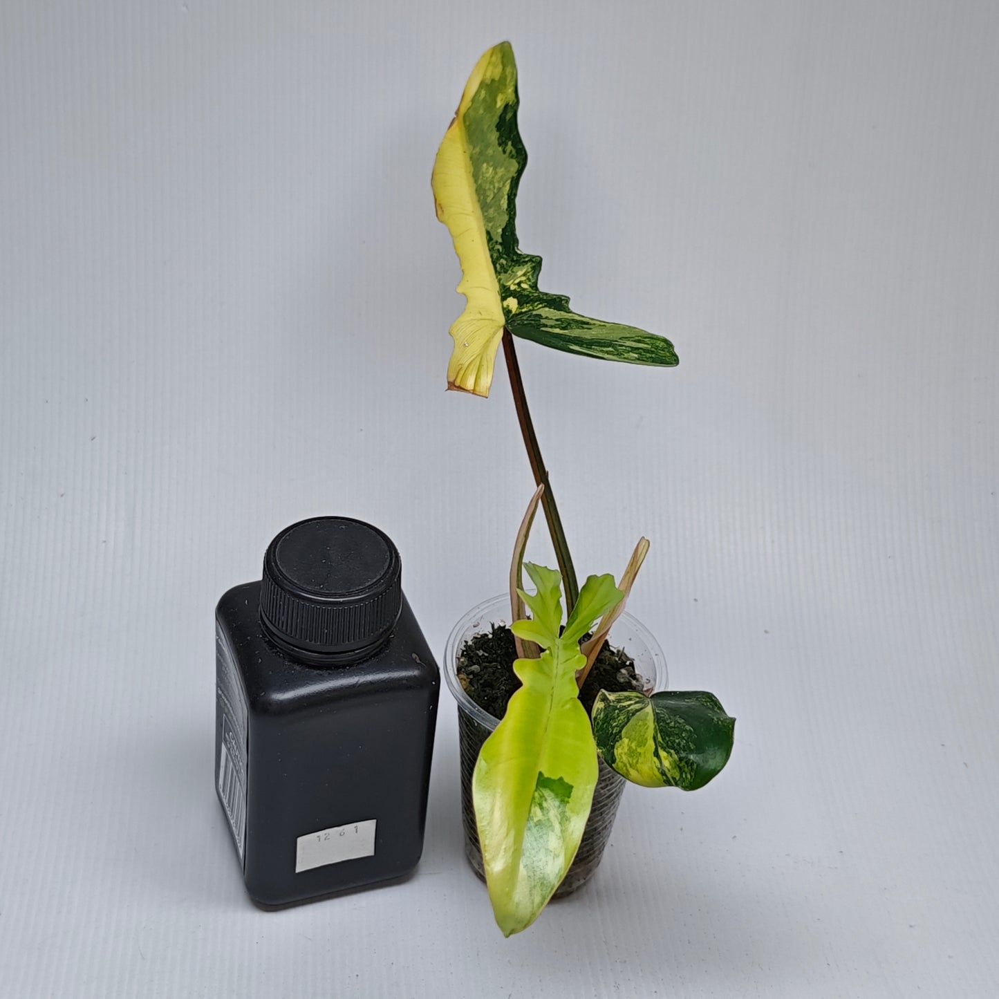 Philodendron Chaos (Florida Beauty x mayoi narrow Form)