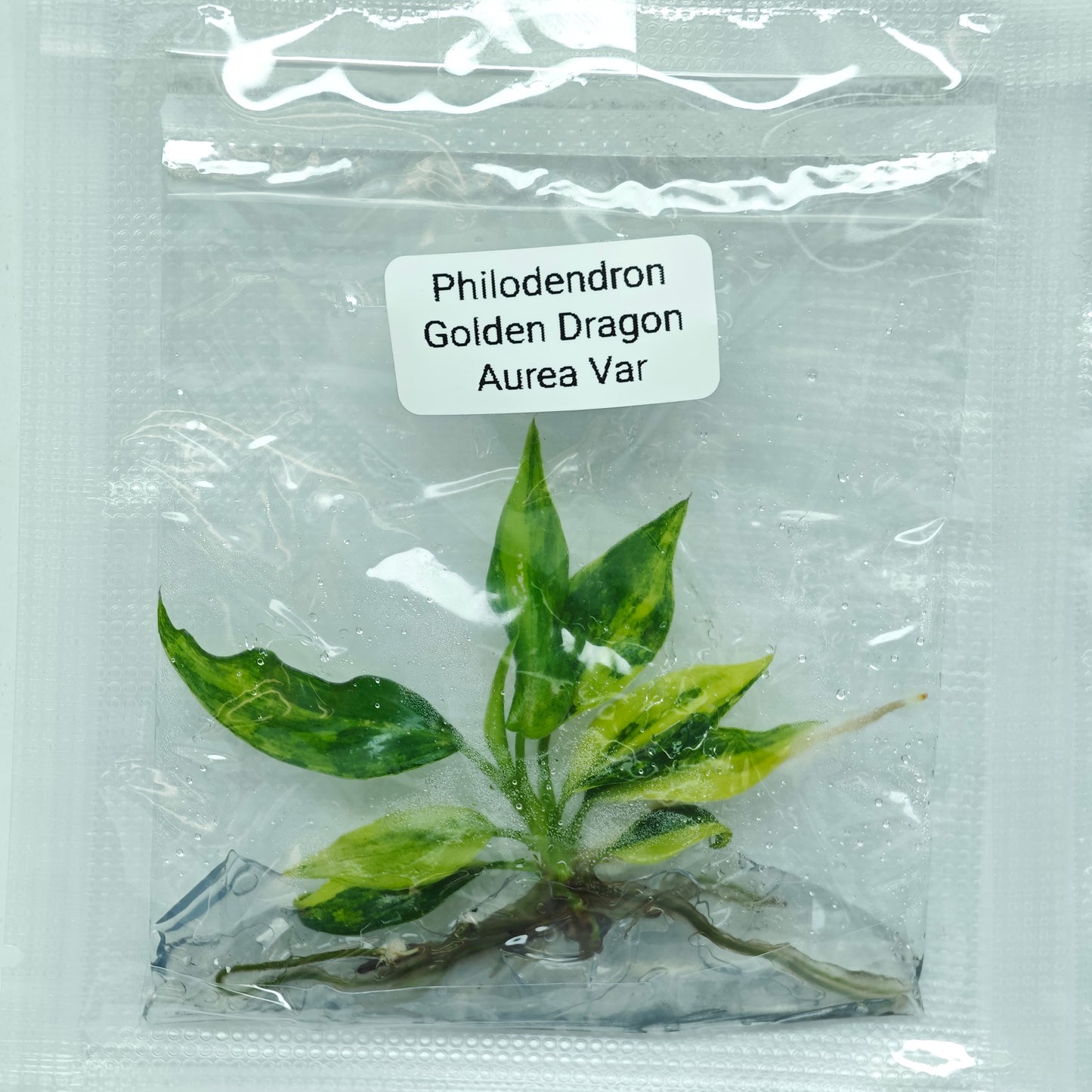 Philodendron Golden Dragon Variegated (1plant/bag) - Tissue culture