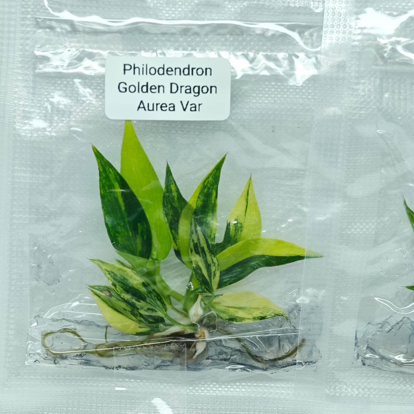 Philodendron Golden Dragon Variegated (1plant/bag) - Tissue culture
