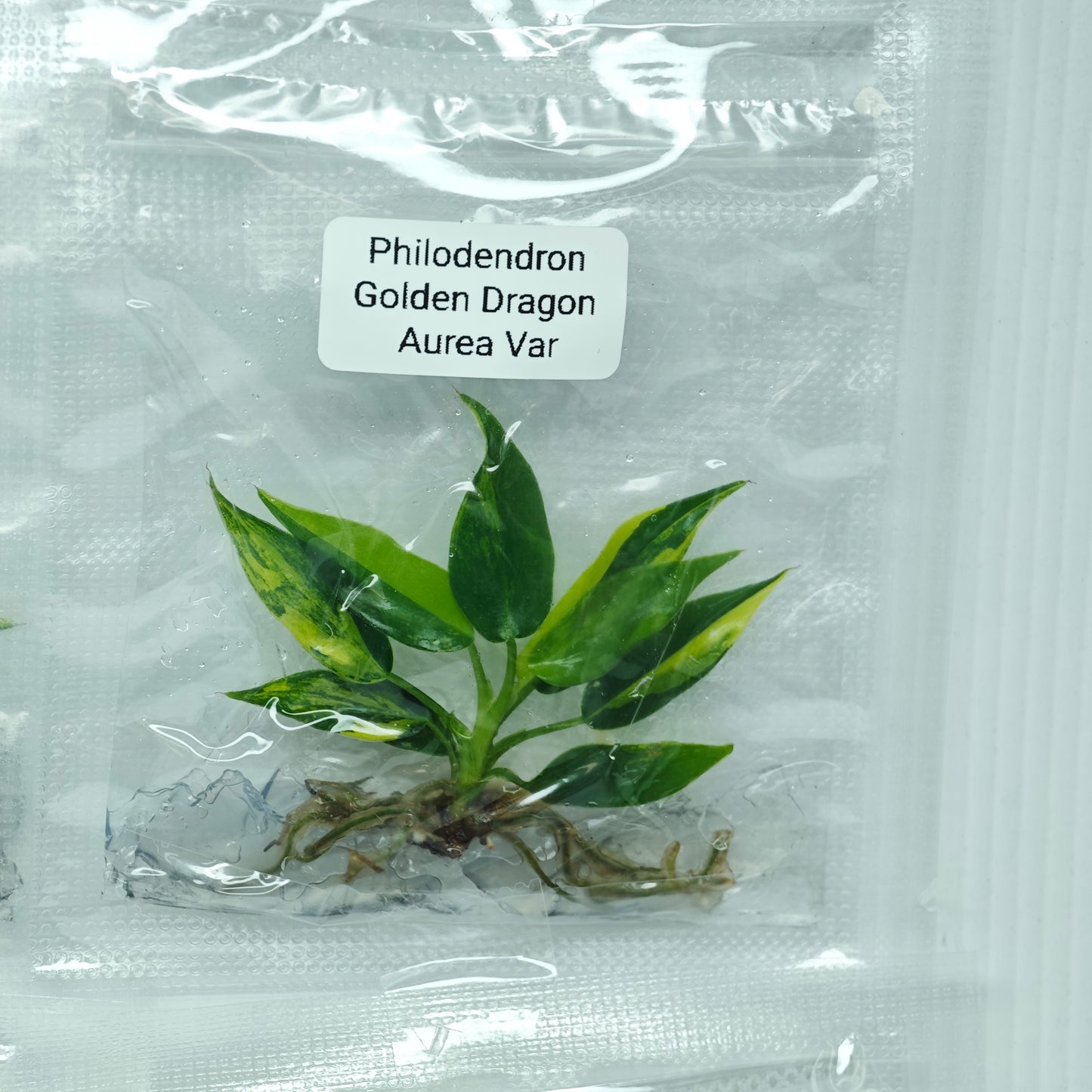 Philodendron Golden Dragon Variegated (1plant/bag) - Tissue culture