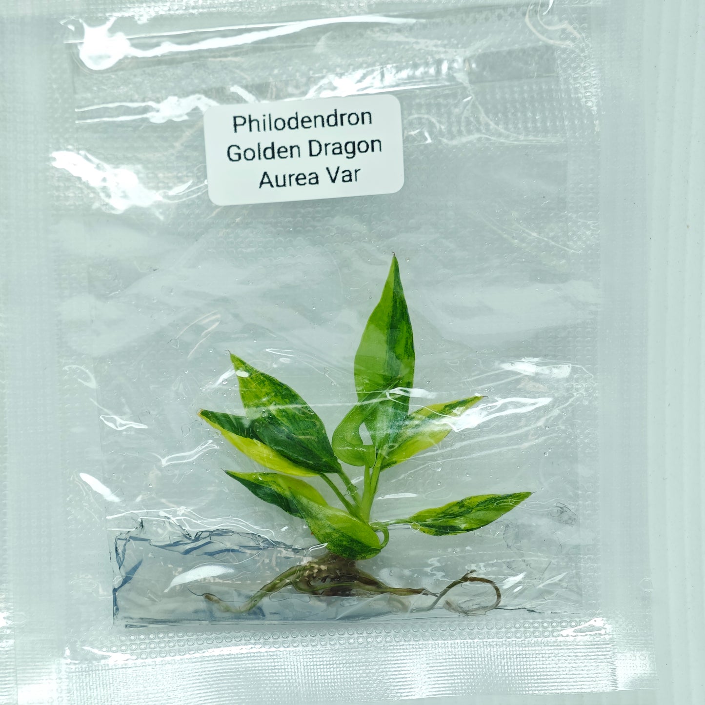 Philodendron Golden Dragon Variegated (1plant/bag) - Tissue culture