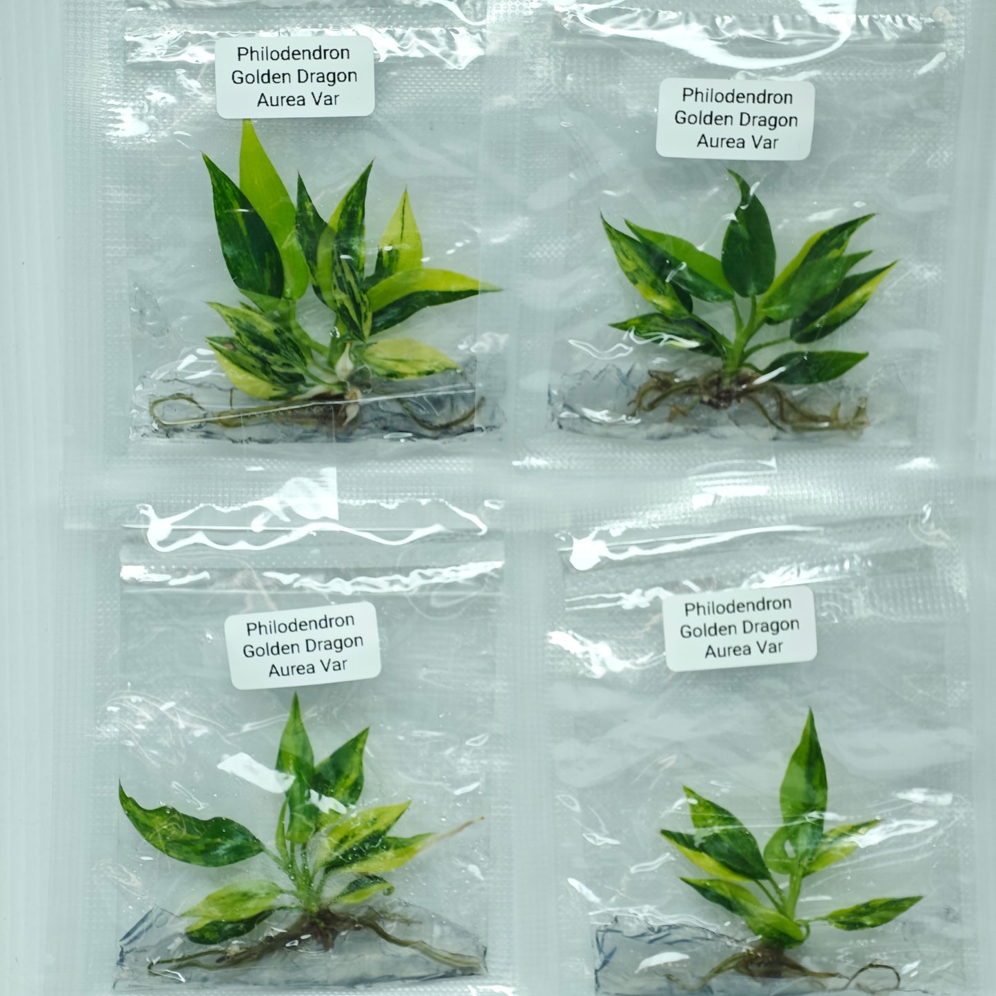 Philodendron Golden Dragon Variegated (1plant/bag) - Tissue culture