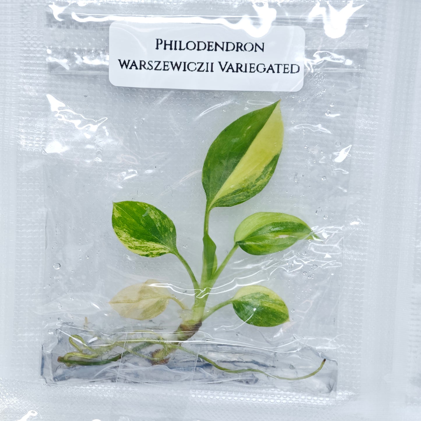 Philodendron warscewiczii variegated (1plant/bag) - Tissue culture