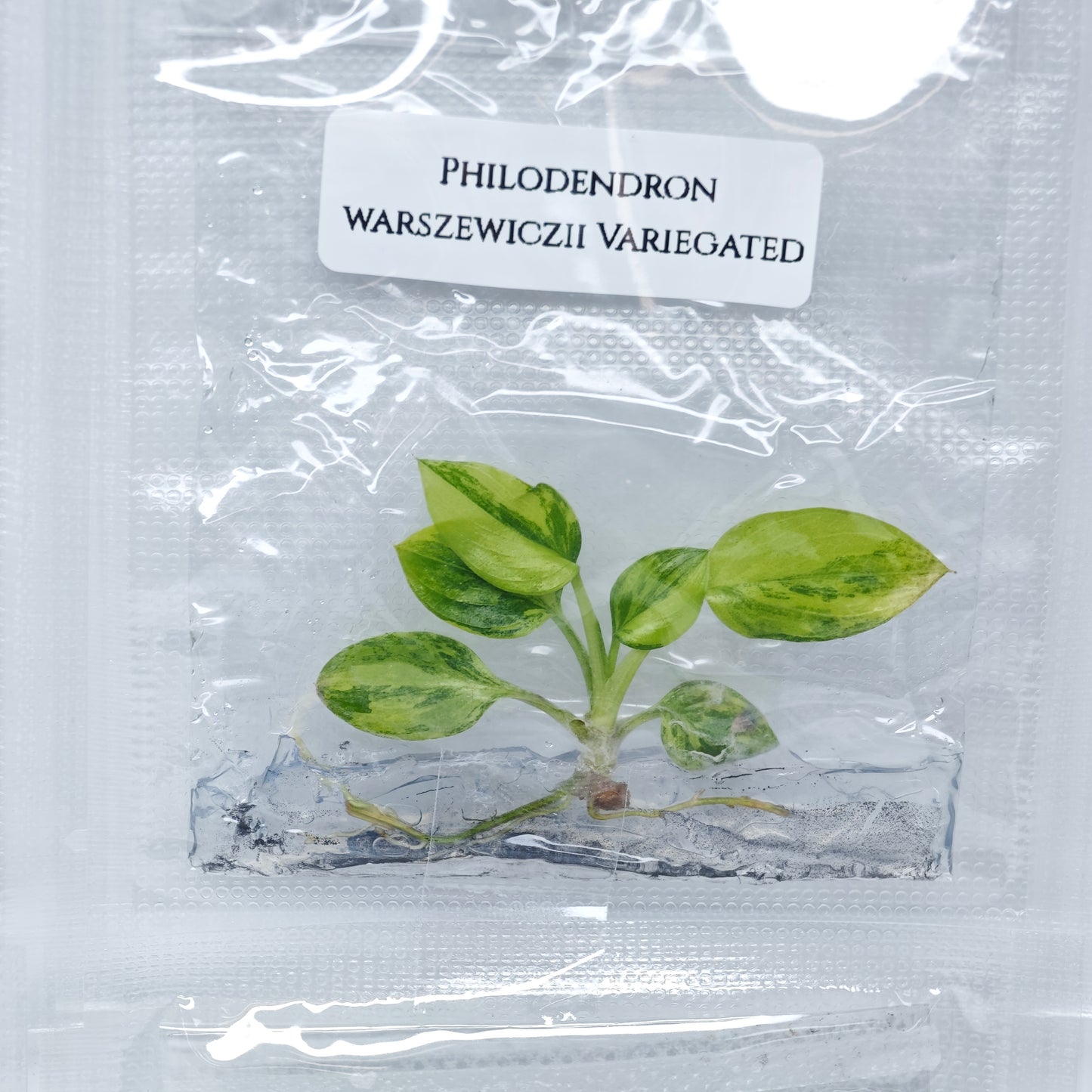 Philodendron warscewiczii variegated (1plant/bag) - Tissue culture