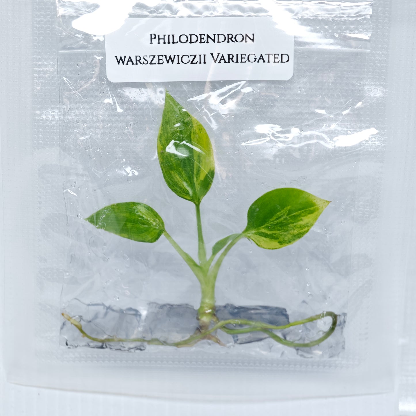 Philodendron warscewiczii variegated (1plant/bag) - Tissue culture