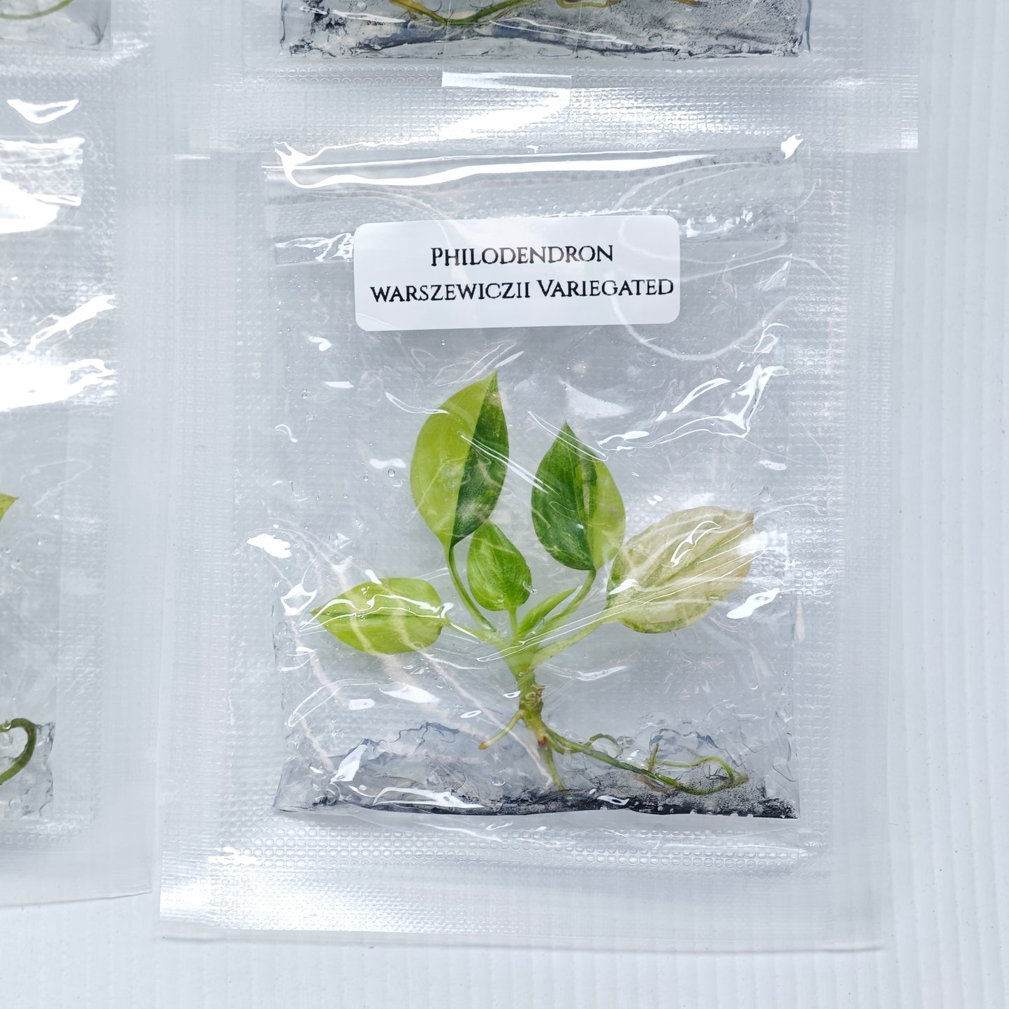 Philodendron warscewiczii variegated (1plant/bag) - Tissue culture