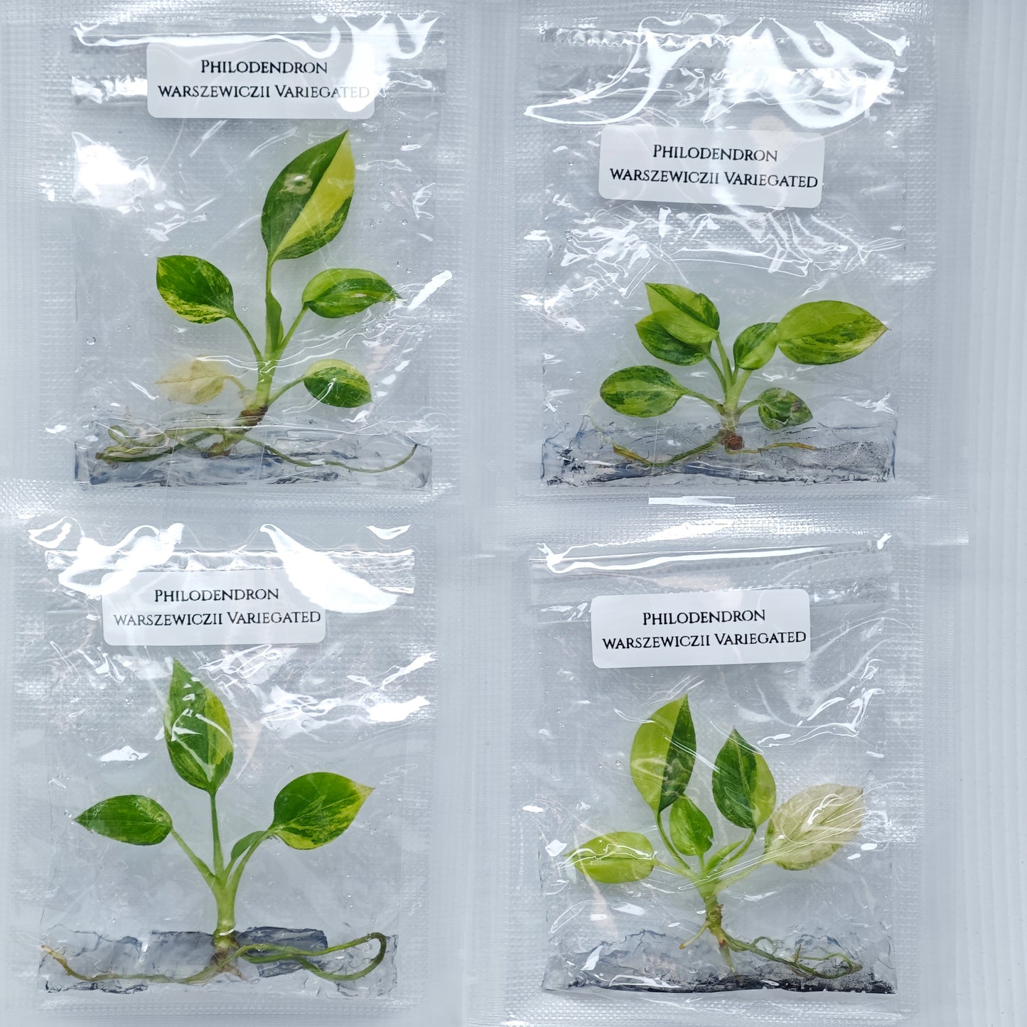 Philodendron warscewiczii variegated (1plant/bag) - Tissue culture