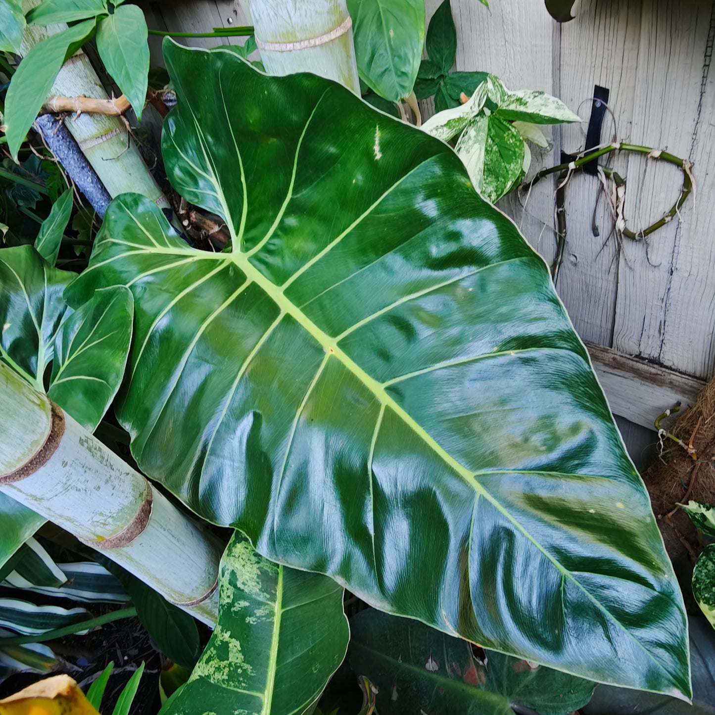 Philodendron maximum (5plants/bag) - Tissue culture
