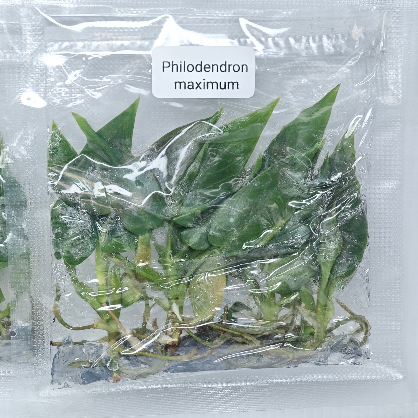 Philodendron maximum (5plants/bag) - Tissue culture
