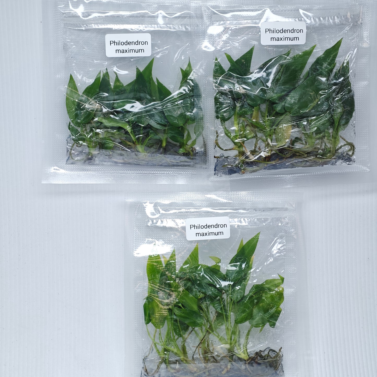 Philodendron maximum (5plants/bag) - Tissue culture