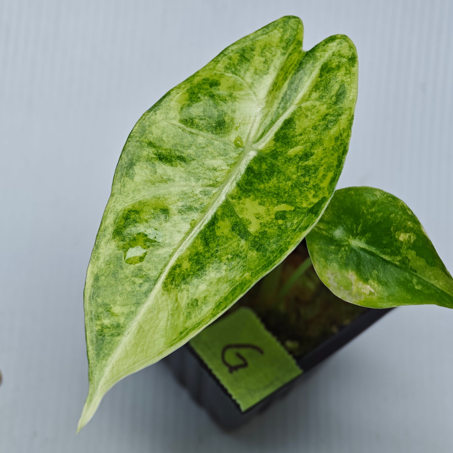 Alocasia venusta Aurea Variegated