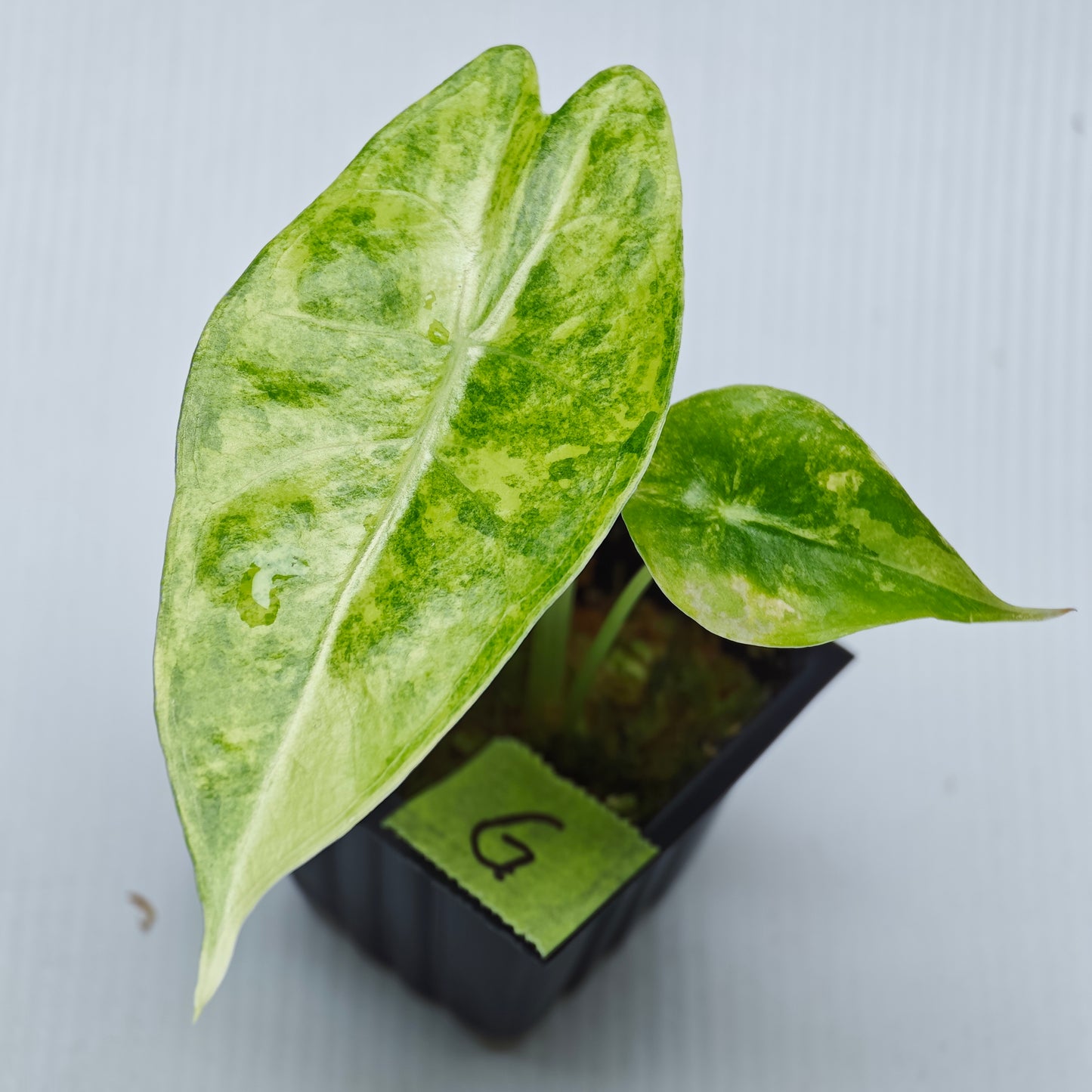 Alocasia venusta Aurea Variegated