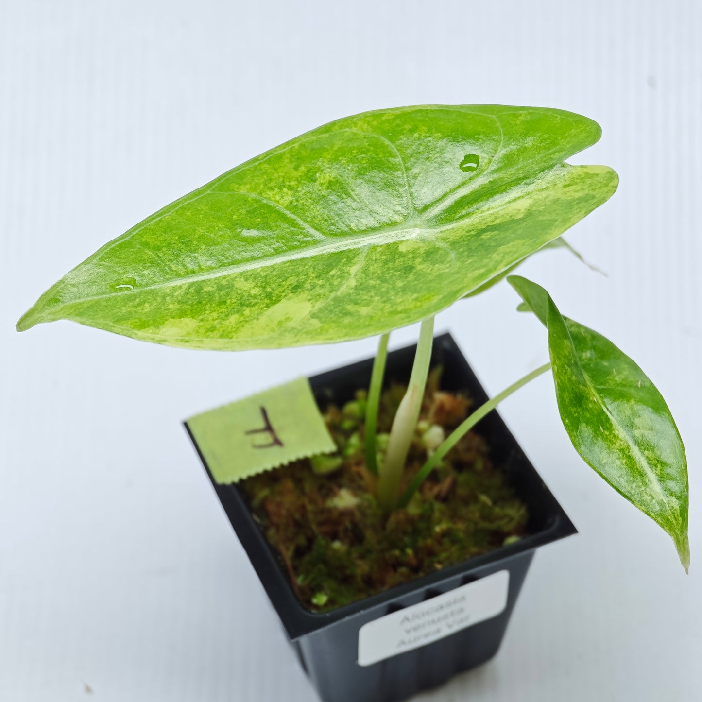 Alocasia venusta Aurea Variegated
