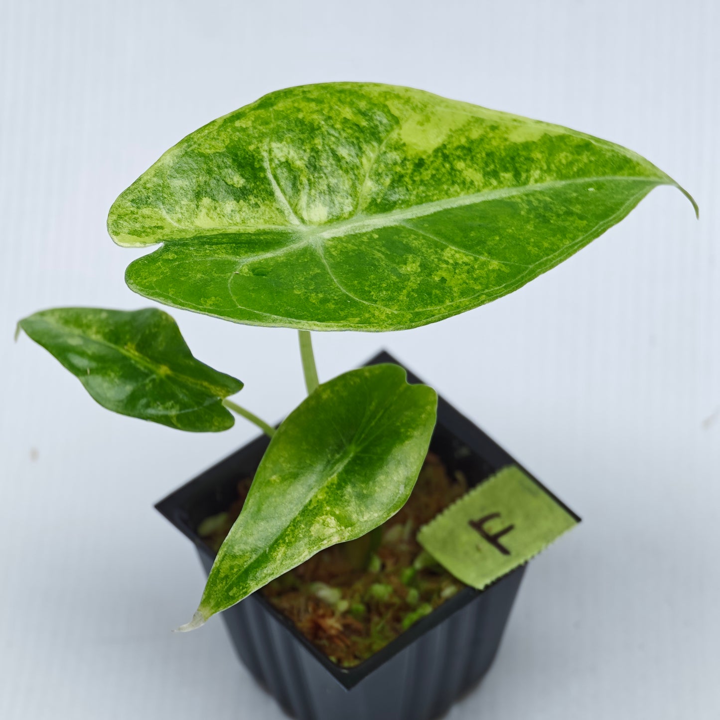 Alocasia venusta Aurea Variegated