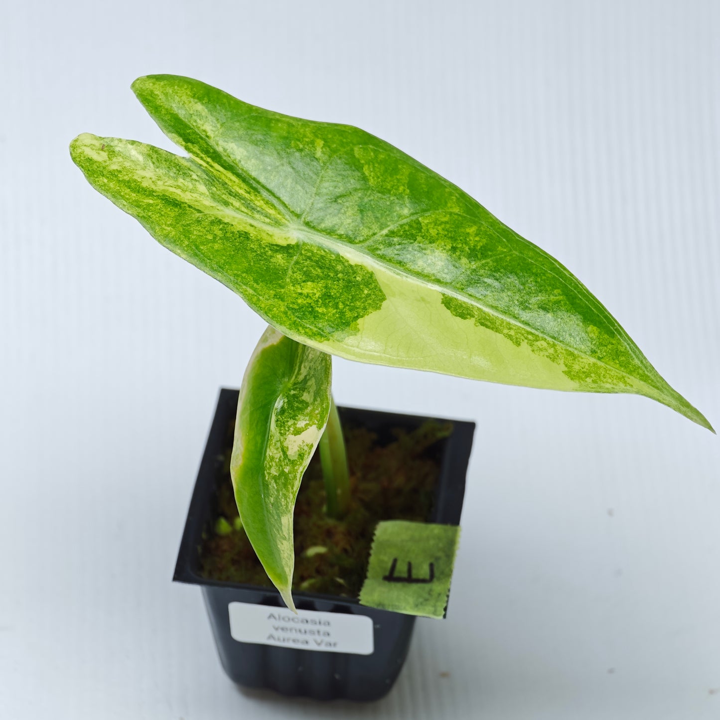 Alocasia venusta Aurea Variegated