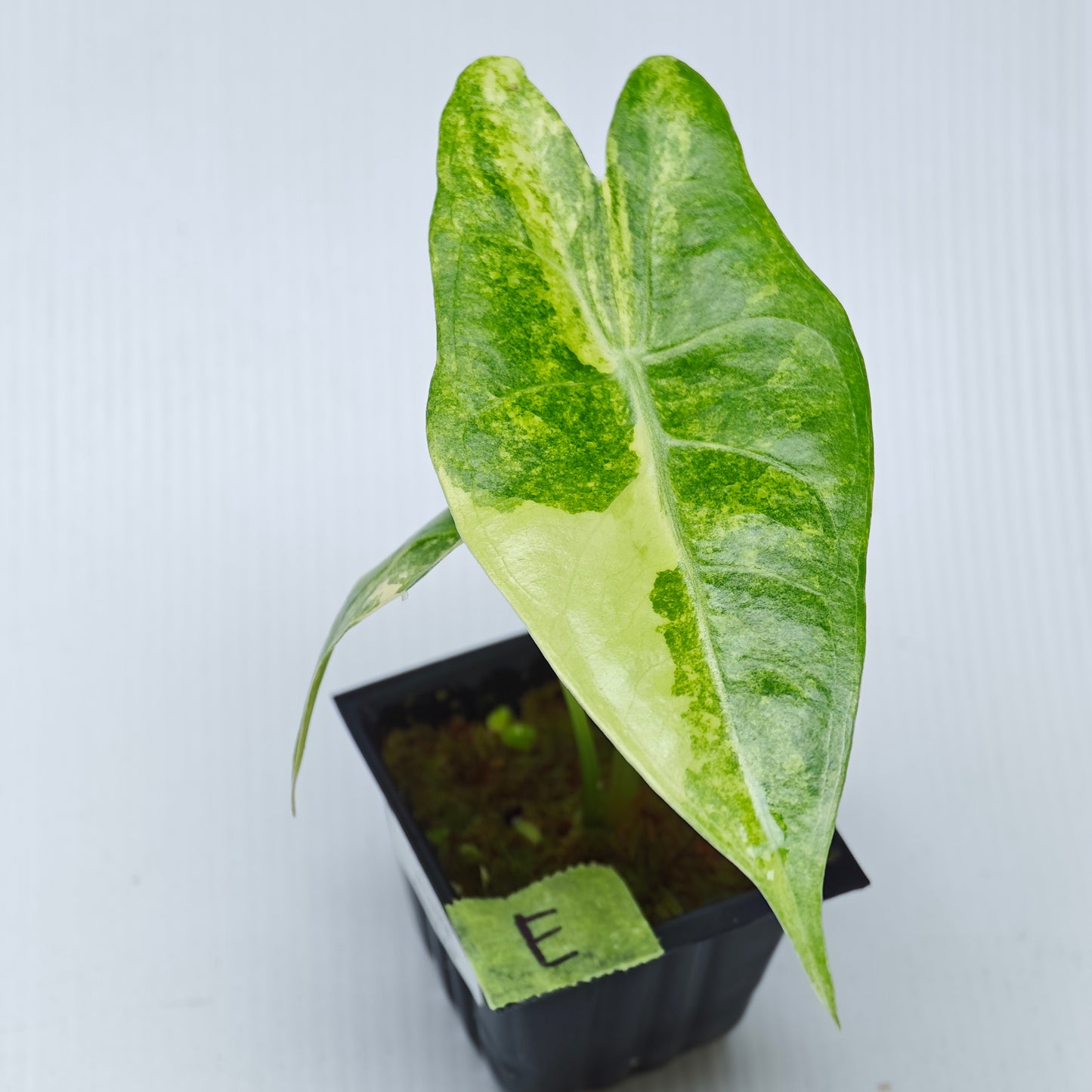 Alocasia venusta Aurea Variegated