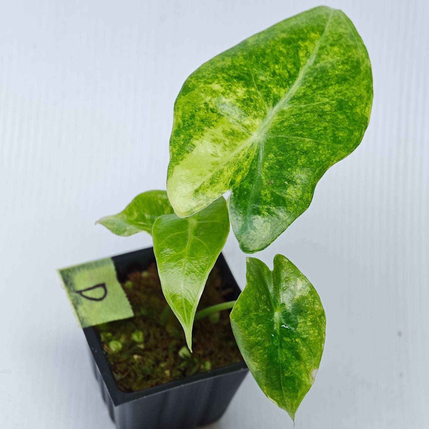 Alocasia venusta Aurea Variegated