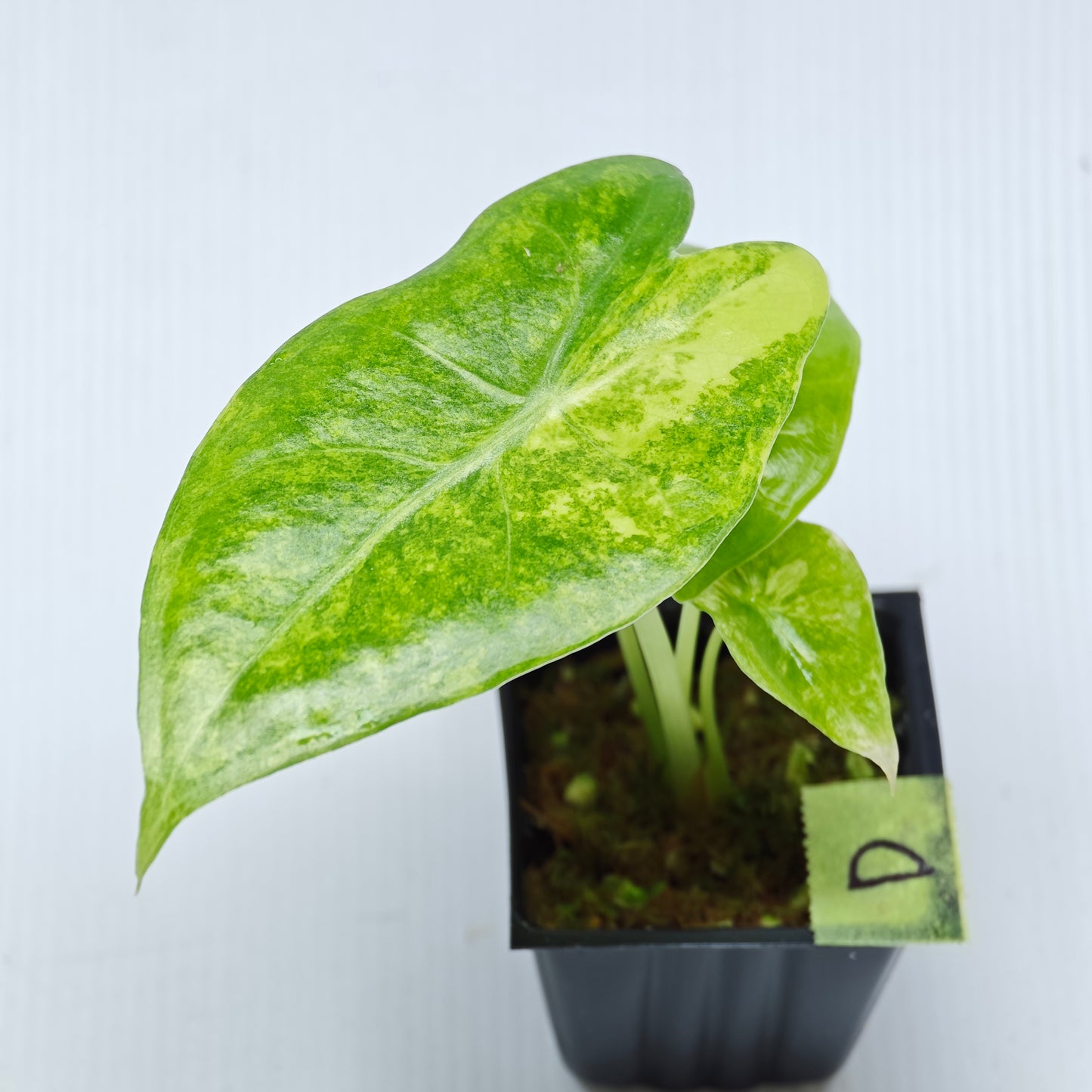 Alocasia venusta Aurea Variegated
