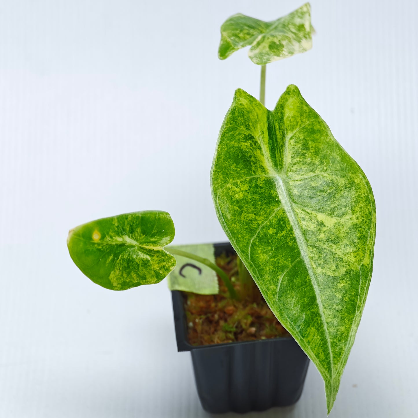 Alocasia venusta Aurea Variegated