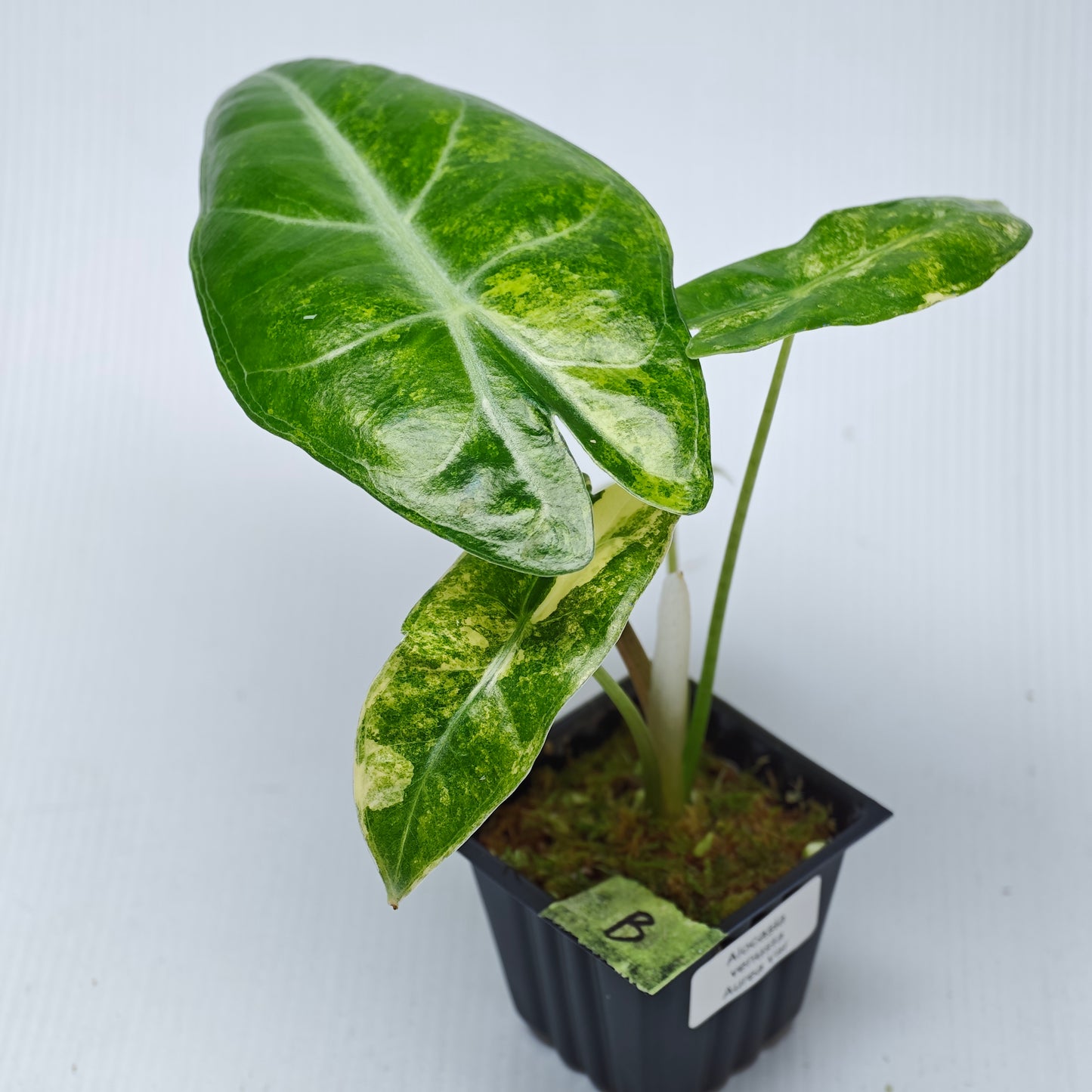 Alocasia venusta Aurea Variegated