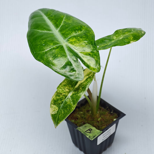 Alocasia venusta Aurea Variegated