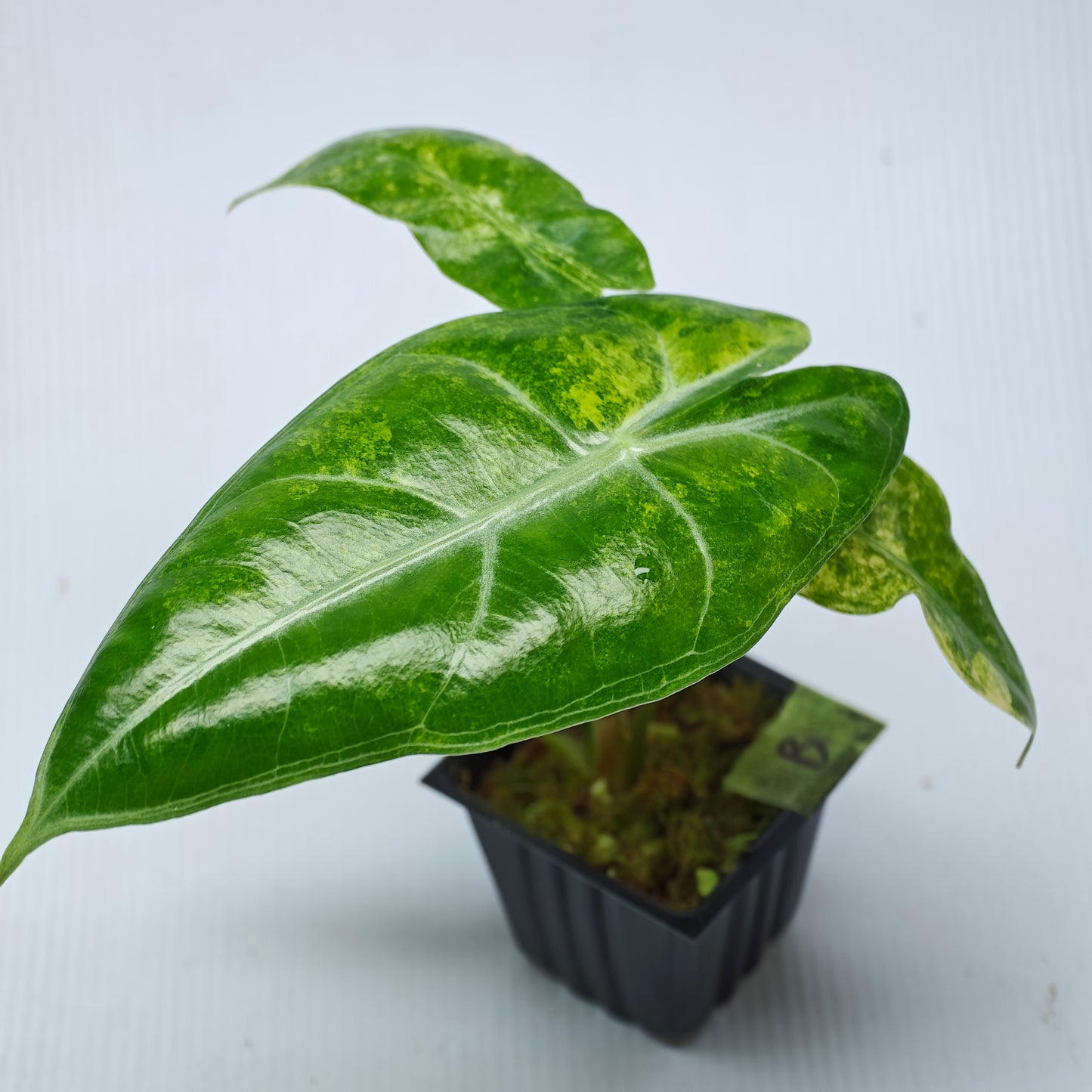 Alocasia venusta Aurea Variegated