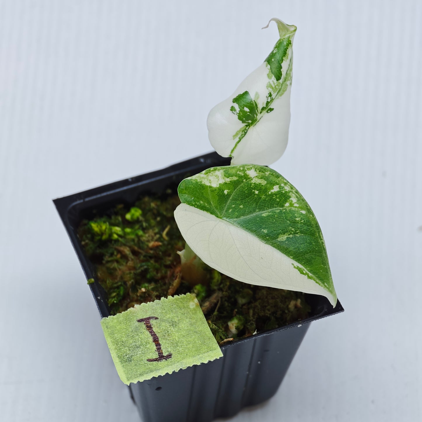 Alocasia Maharani Albo Variegated