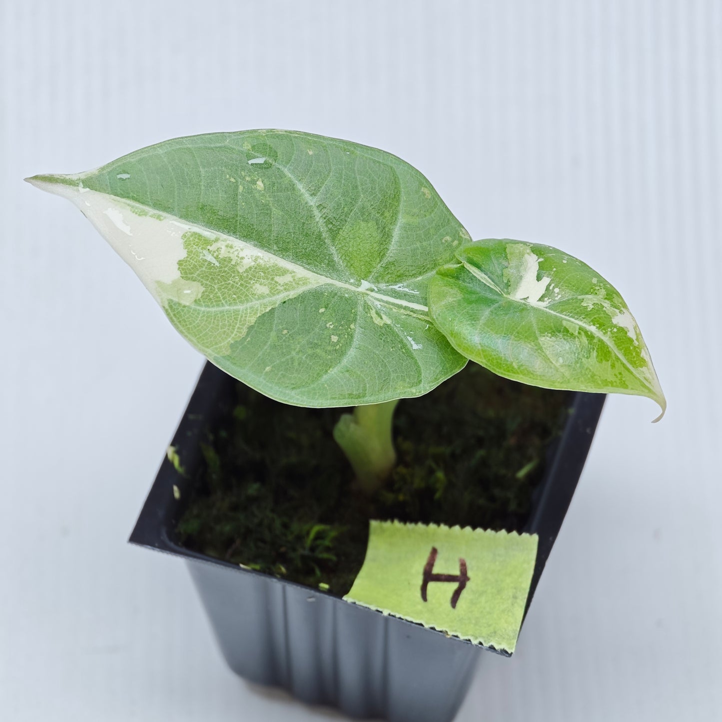 Alocasia Maharani Albo Variegated