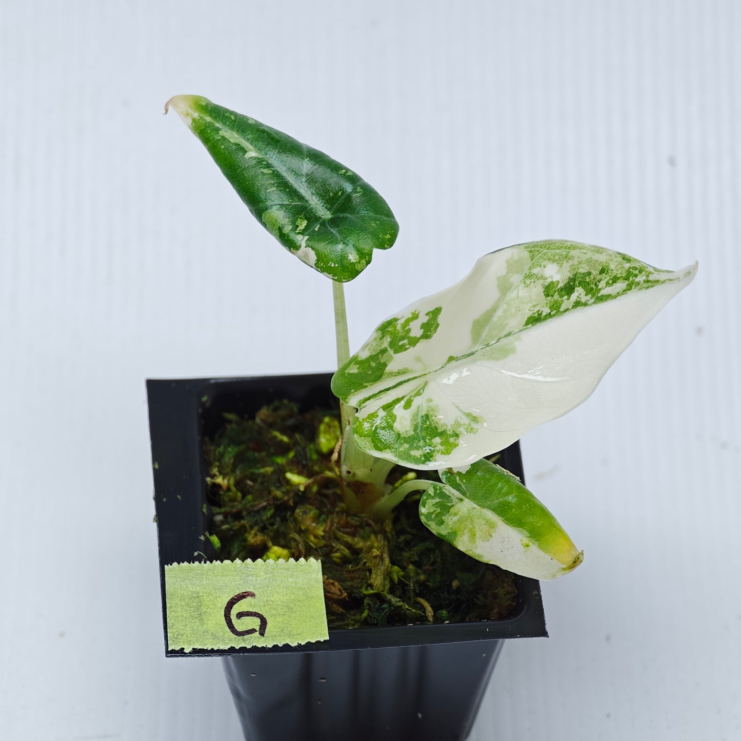 Alocasia Maharani Albo Variegated