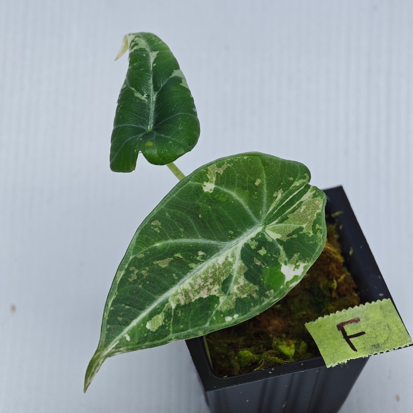 Alocasia Maharani Albo Variegated