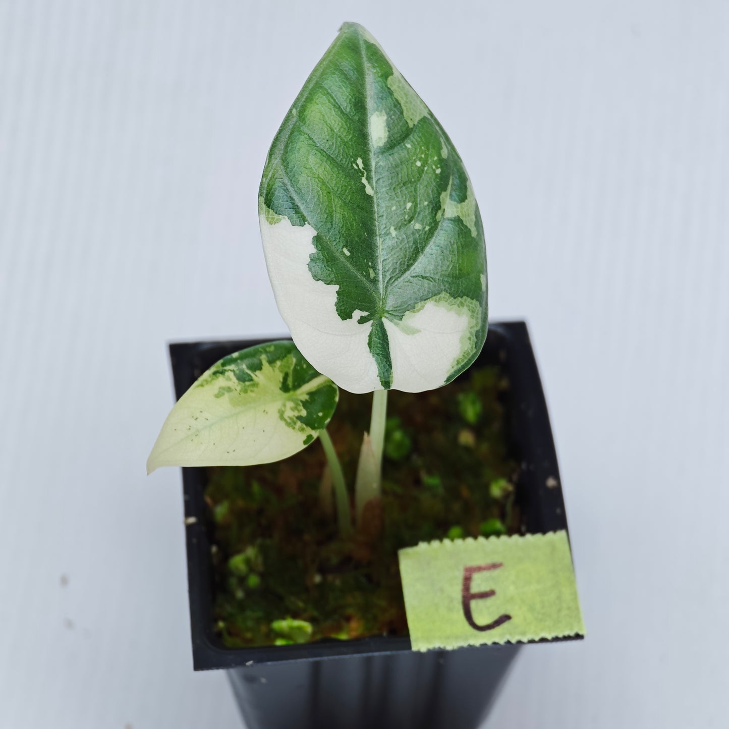 Alocasia Maharani Albo Variegated