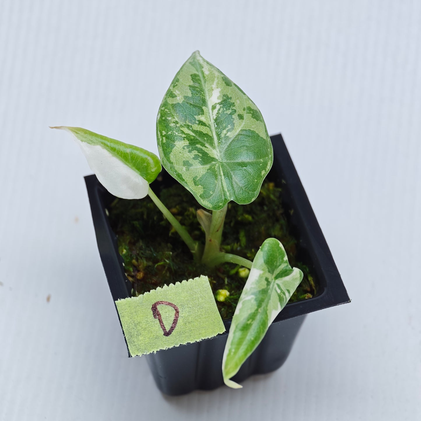 Alocasia Maharani Albo Variegated