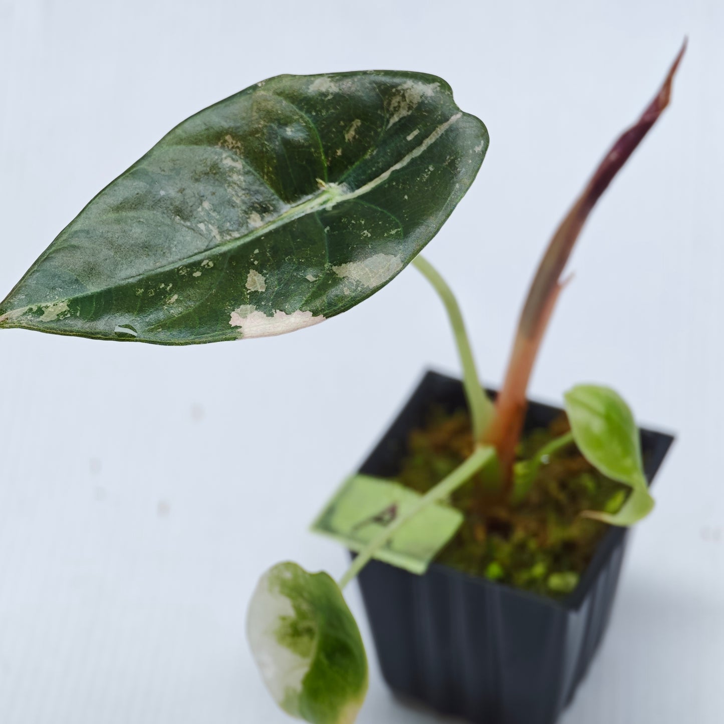 Alocasia sedenii Pink Variegated