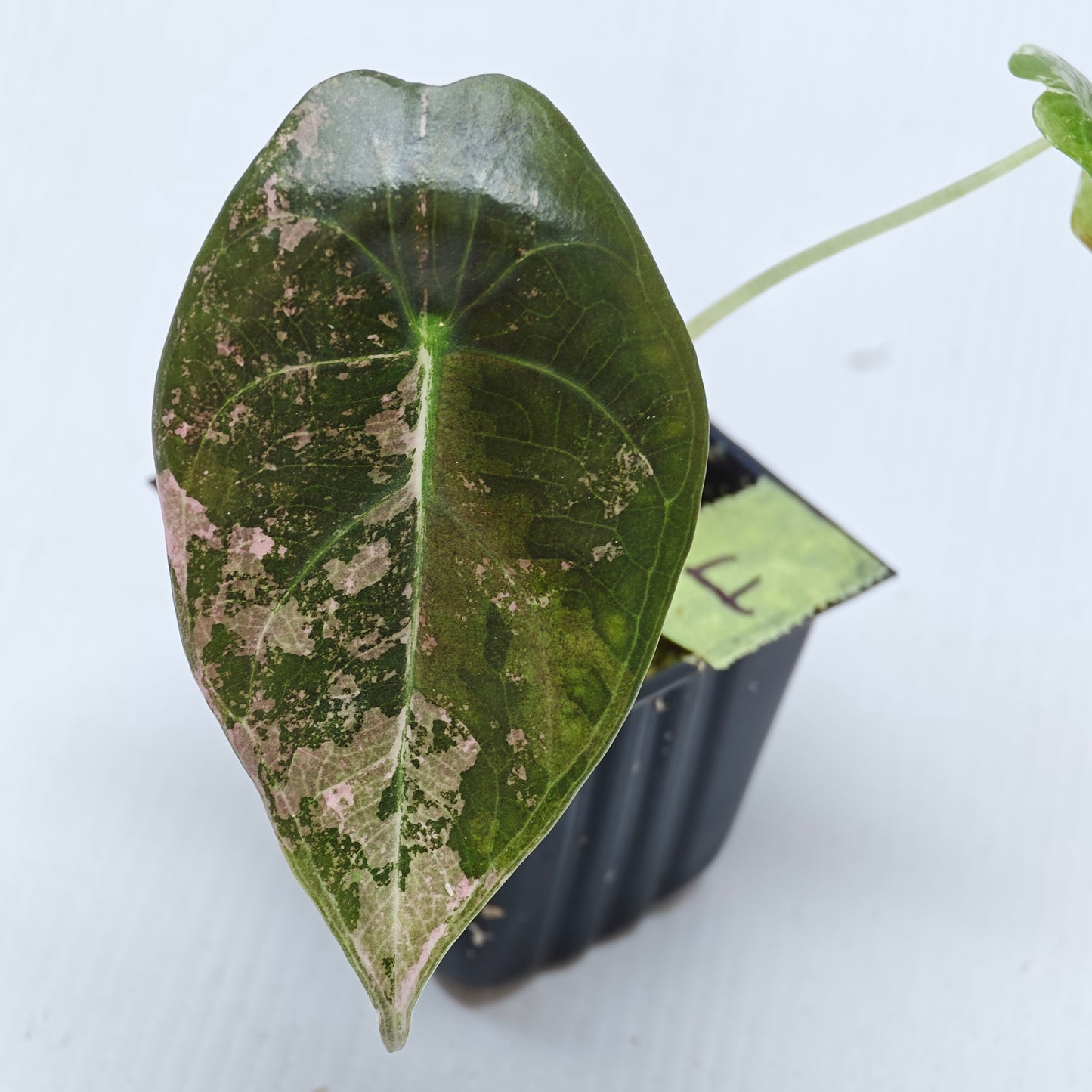 Alocasia sedenii Pink Variegated