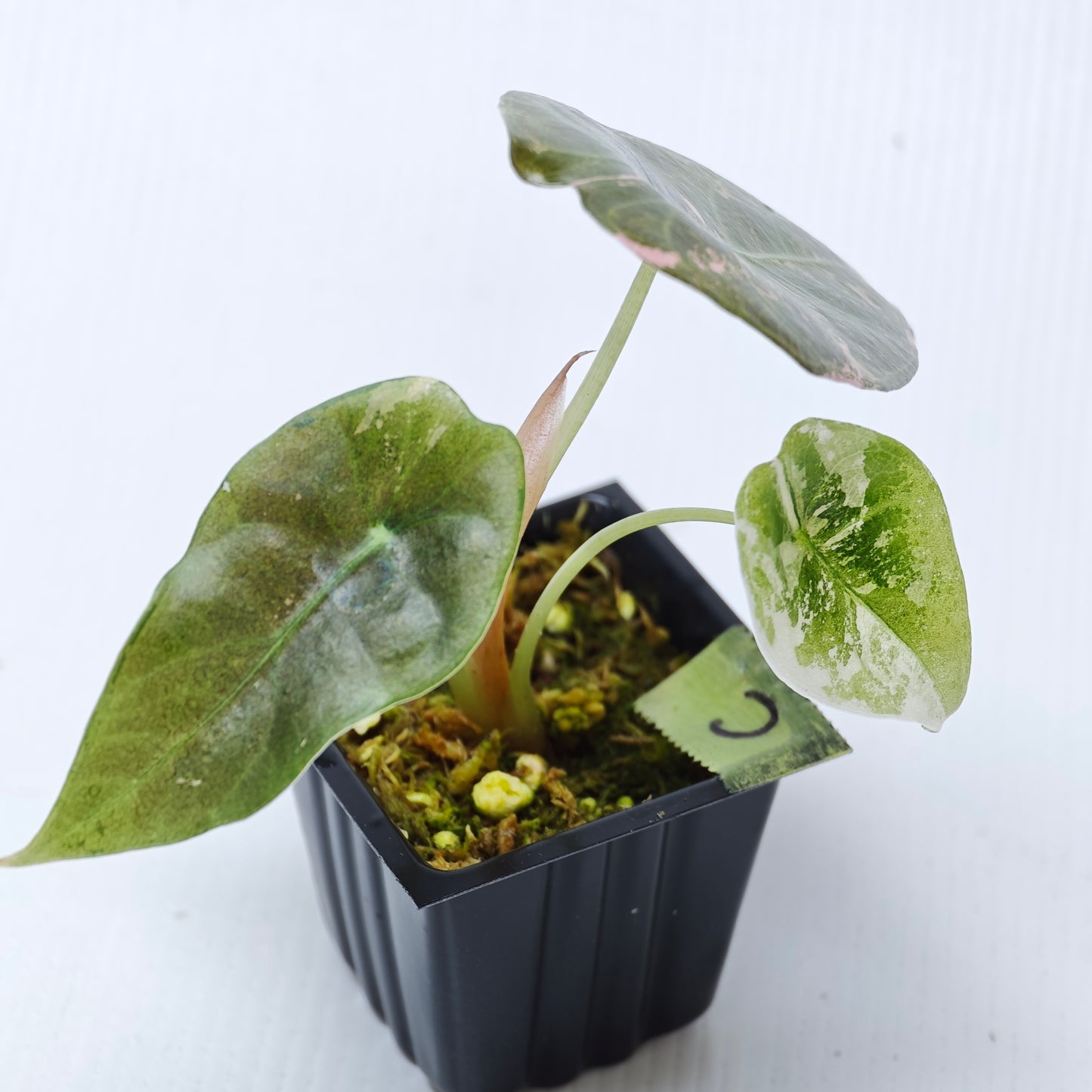 Alocasia sedenii Pink Variegated