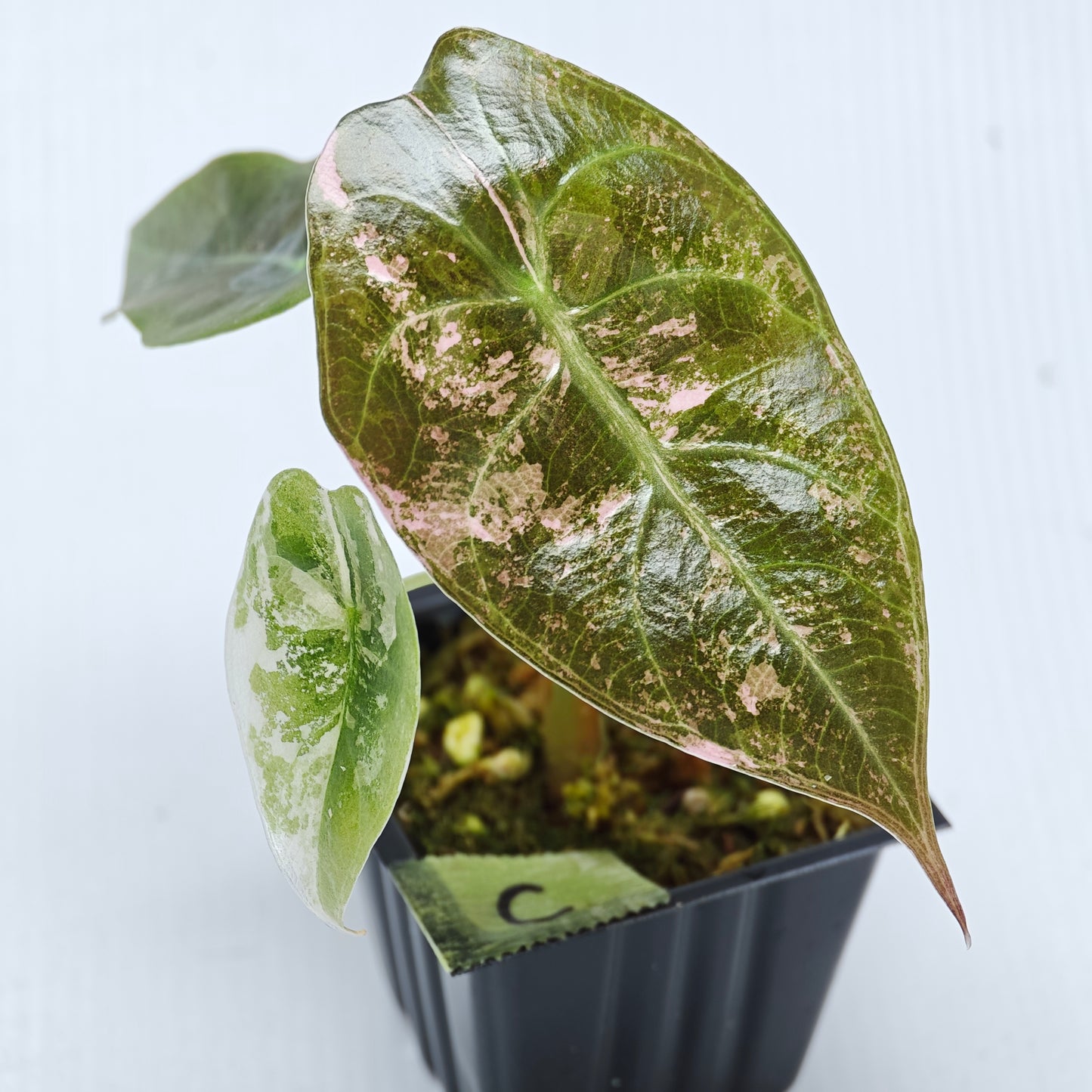 Alocasia sedenii Pink Variegated