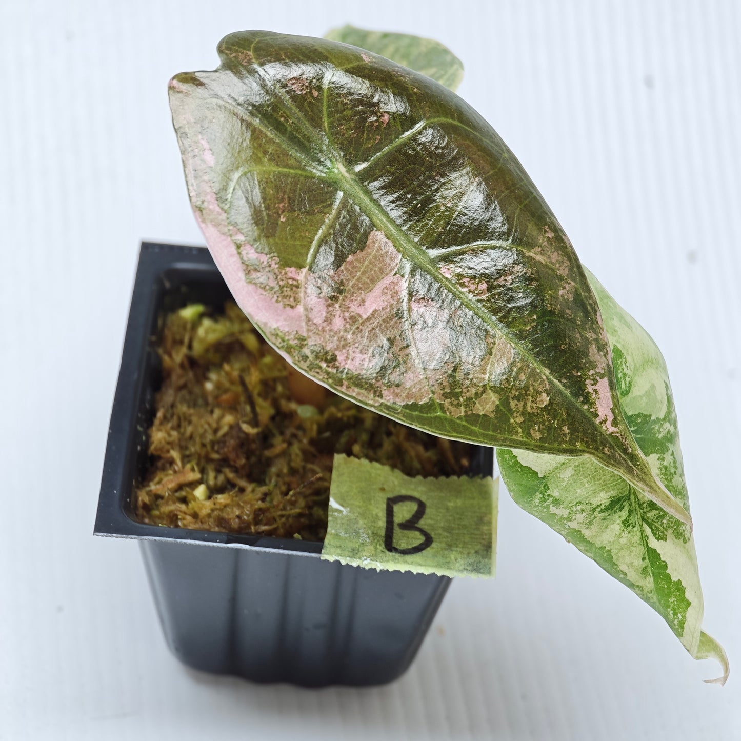 Alocasia sedenii Pink Variegated