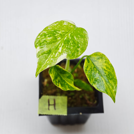 Monstera Electrolyte