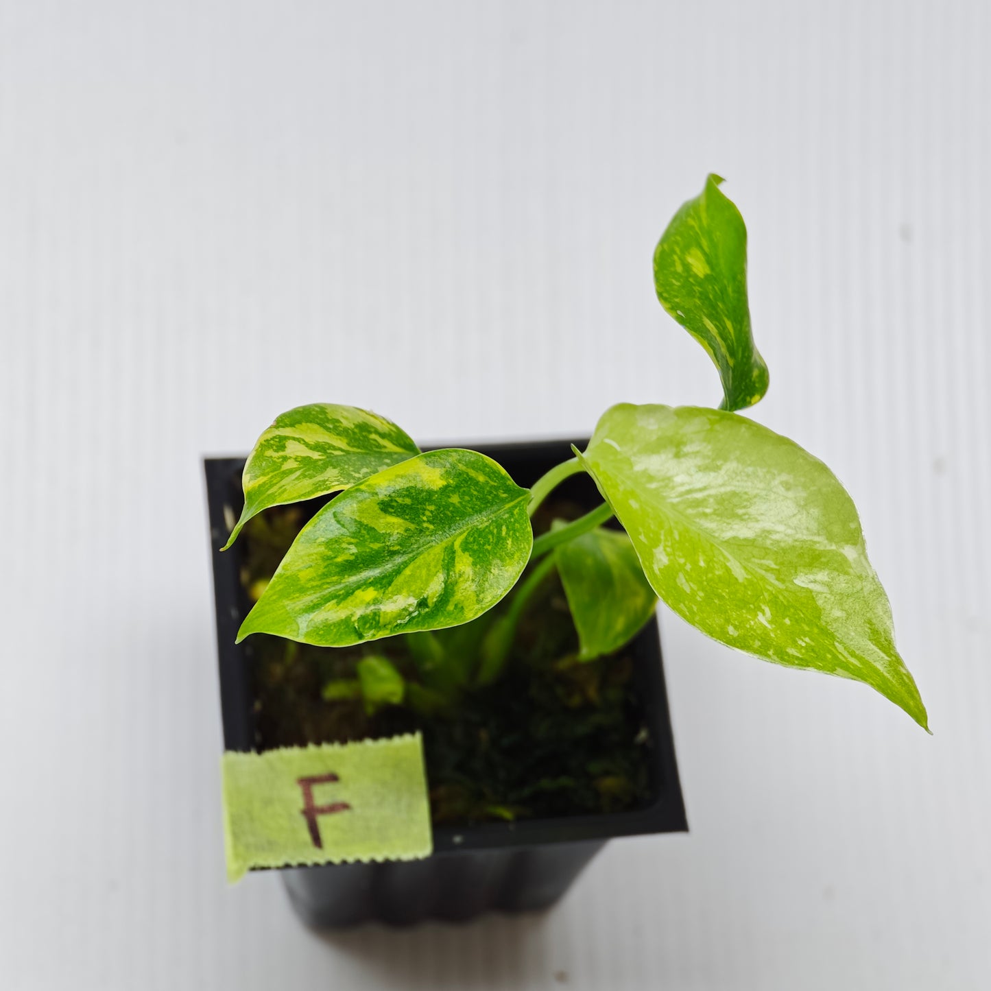 Monstera Electrolyte