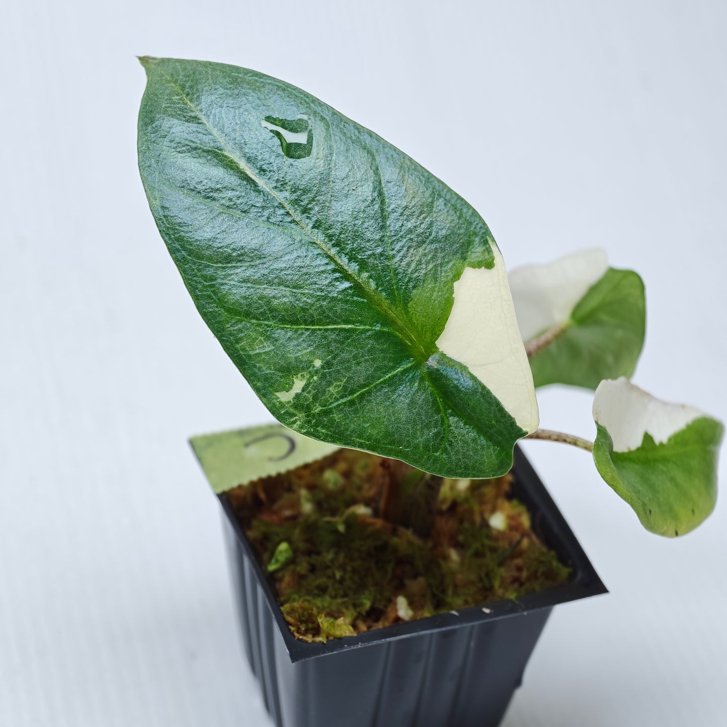 Alocasia Metallic Blue Albo Variegated